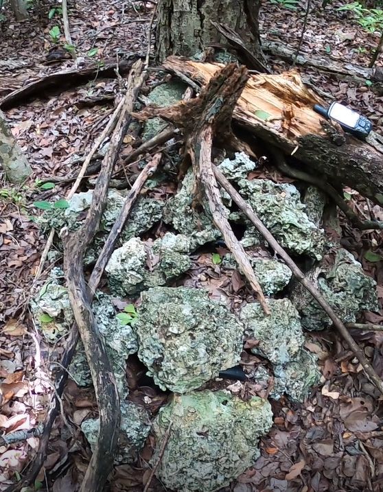 Suelo de un bosque lleno de hojas. Palos apilados simulando un nido de rata arbolícola. Estructuras verdes parecidas a piedras dispuestas entre las ramas. Es una imagen de día.