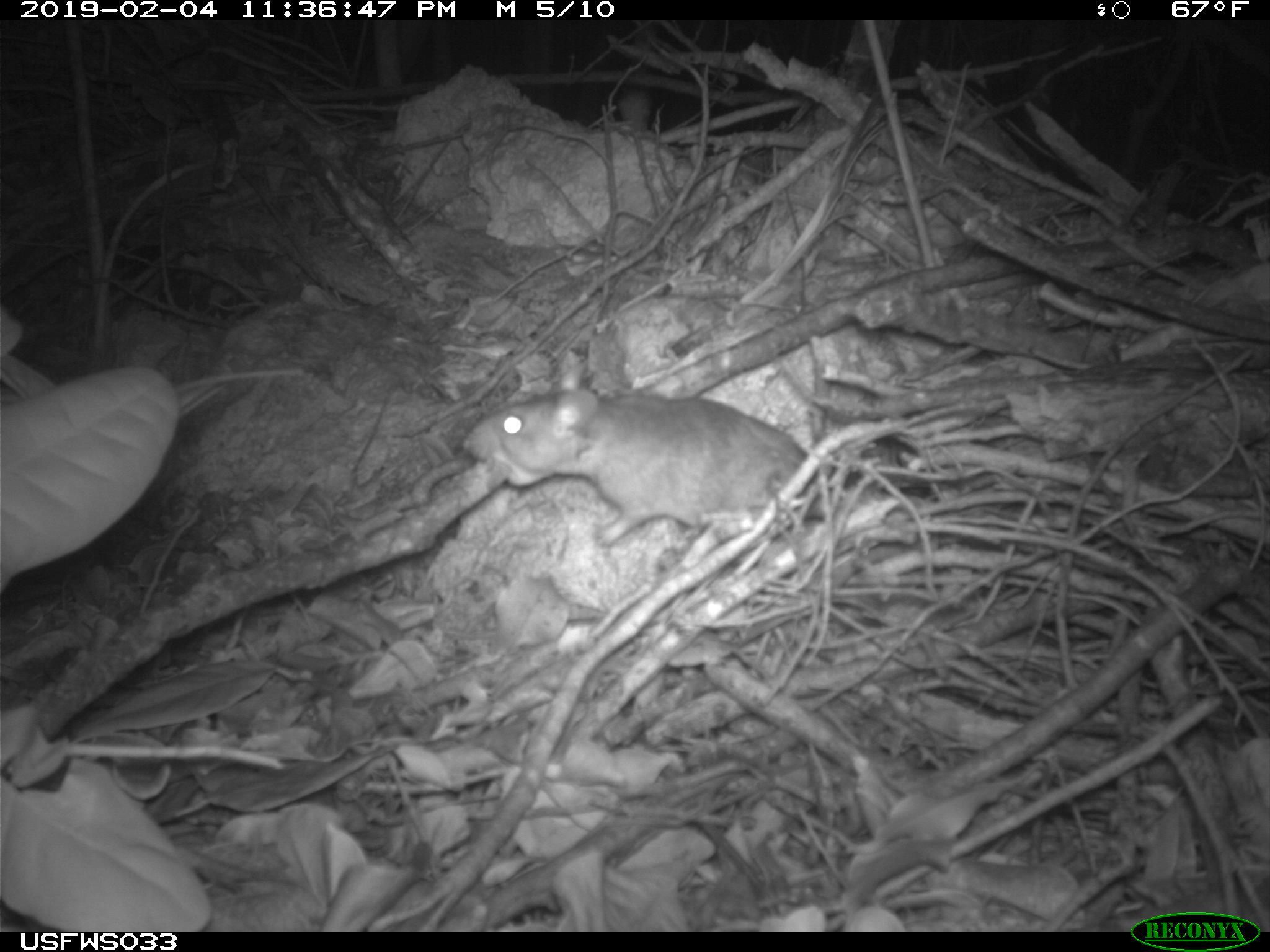 Imagen gris de una toma nocturna de una rata de Cayo Largo en un nido hecho de palos. El animal está en el centro, se distinguen sus ojos brillantes y tienen un pedazo de rama en su boca.