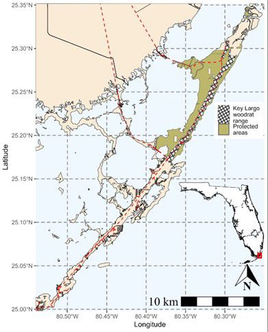 Dibujo de un mapa de los Cayos de Florida que muestra la distribución de la rata de Cayo Largo demarcada por un área cuadriculada sobre un área verde del norte que es el área protegida. El mapa está cuadriculado para poder calcular las distancias. El fondo es azul claro indicando que es el agua del océano.