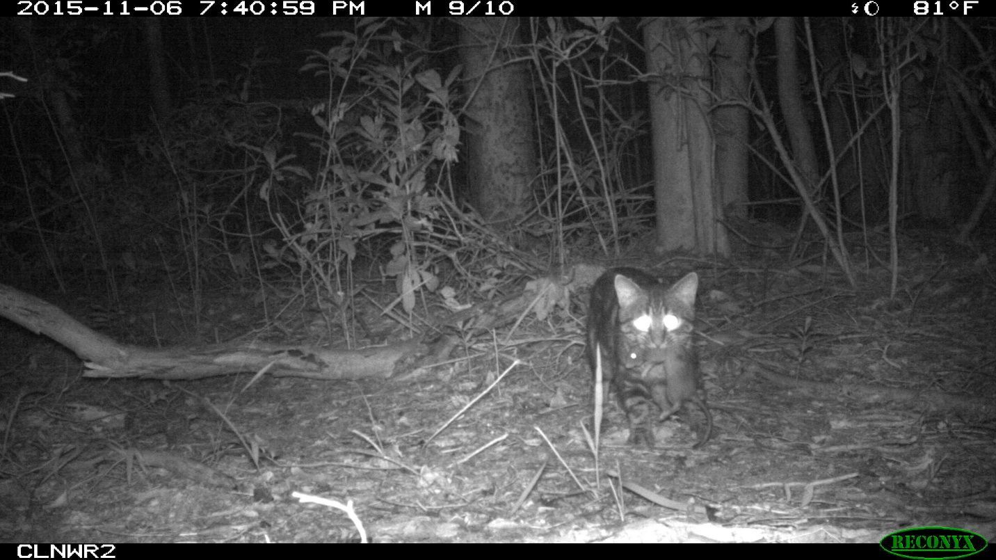 Una toma nocturna de un gato salvaje en medio de un bosque que camina hacia la cámara y lleva en su boca lo que parece ser una rata. La imagen es gris. El entorno es gris pero se distinguen troncos de árboles.