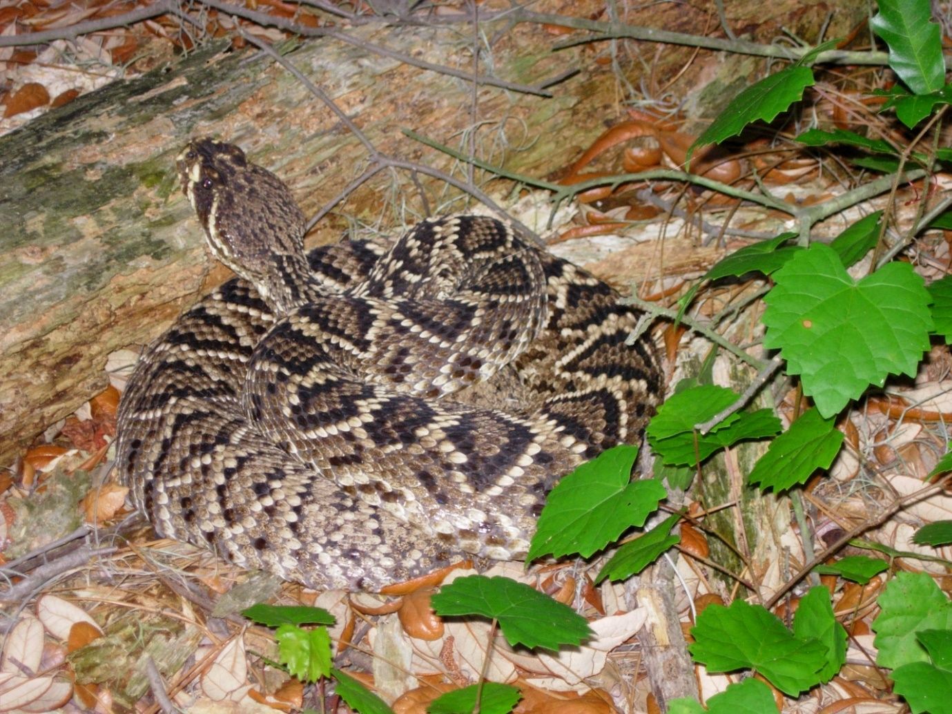An eastern diamondback rattlesnake coiled next to a log waiting for mammal prey to pass by.