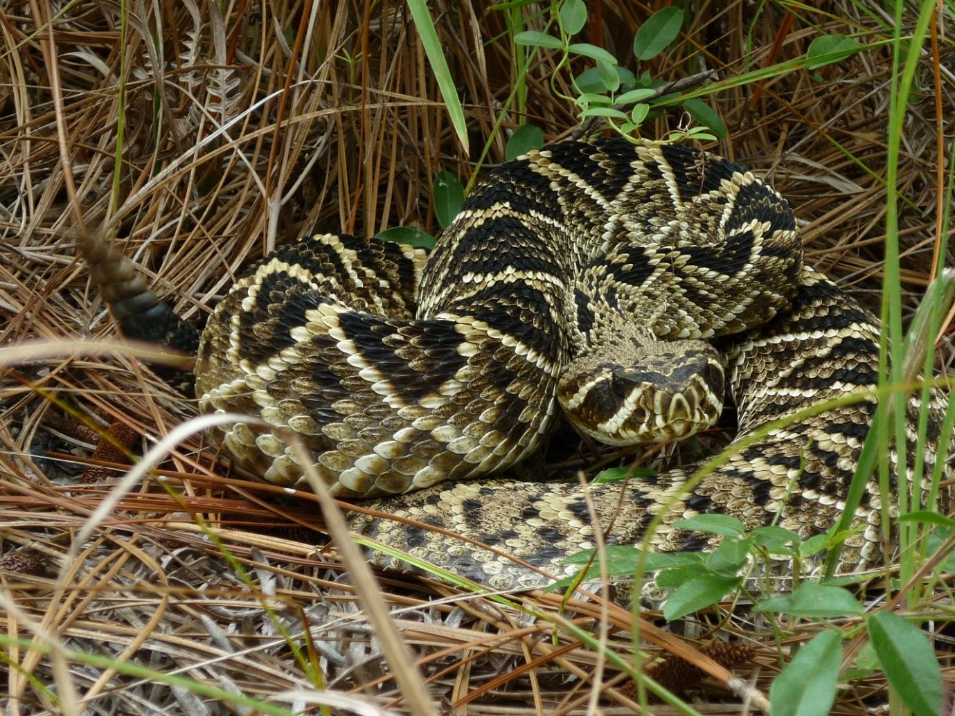 An eastern diamondback rattlesnake is coiled on a bed of dry brown pine needles with its rattle raised and its head drawn back looking at the camera.