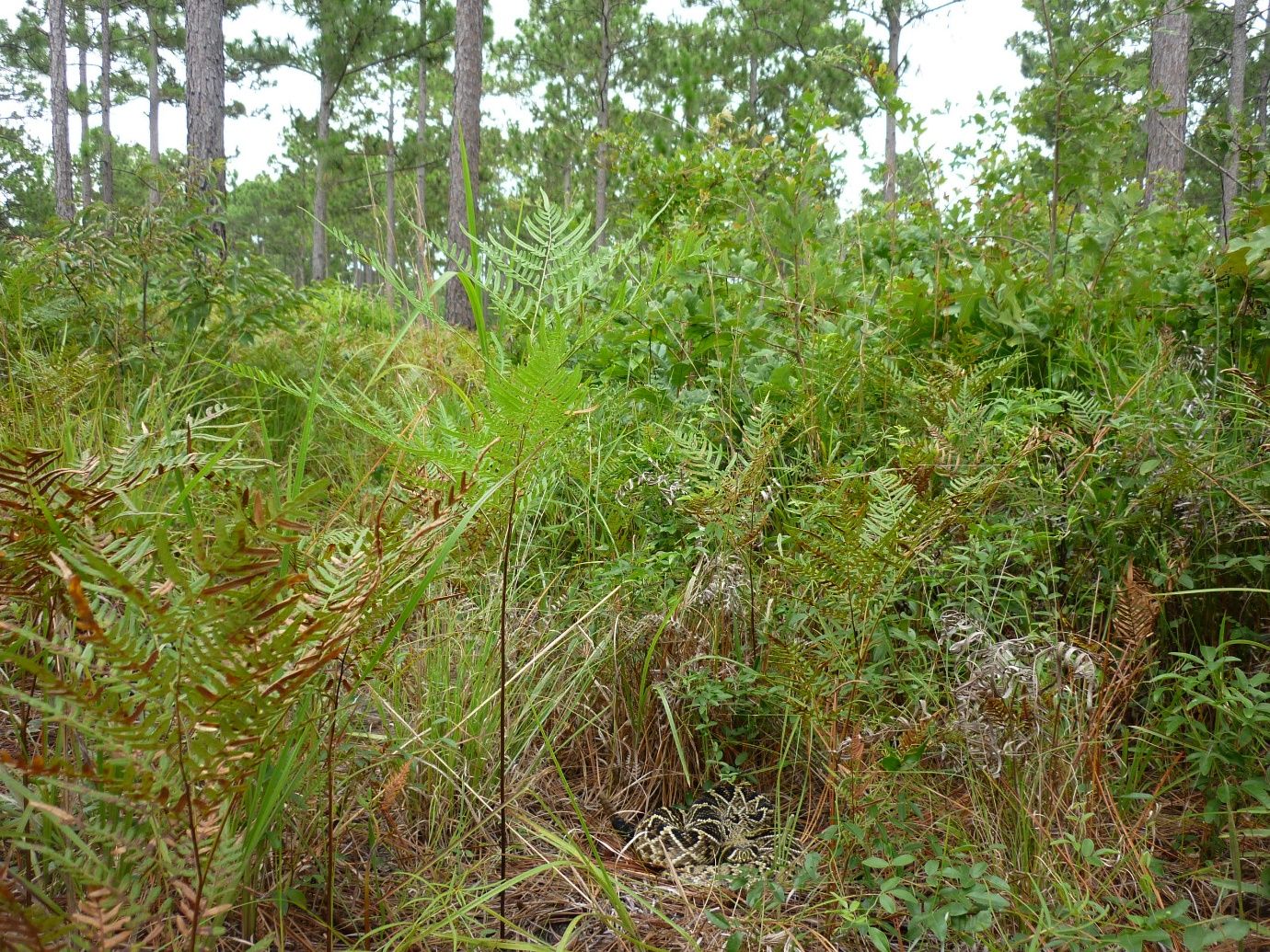 An eastern diamondback rattlesnake coiled among grasses and ferns.