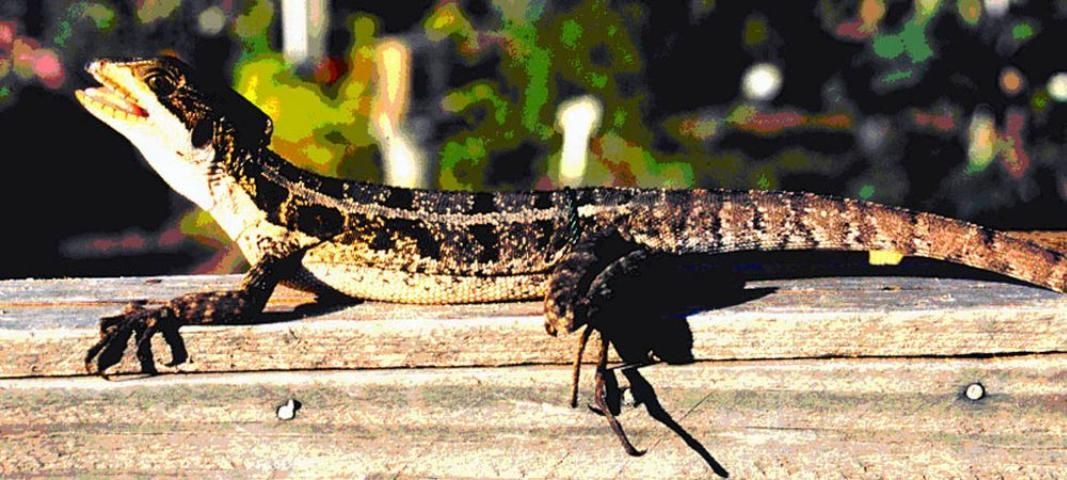 Un basilisco con un cuerpo con patrones oscuros tomando el sol sobre una superficie de madera con un fondo natural difuminado.