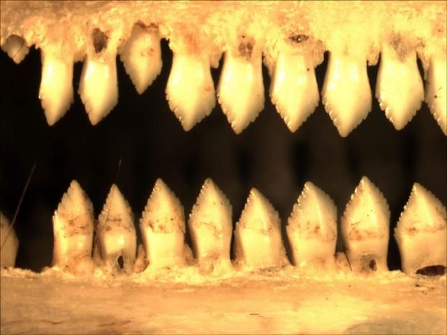 Imagen de fondo negro donde se ven los detalles de los dientes de una iguana, estructuras en forma triangular dispuestas en hileras arriba y abajo.