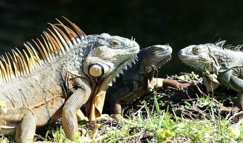 Tres iguanas verdes adultas posadas sobre el suelo con un fondo negro. La primera y segunda iguanas miran hacia la derecha, la tercera hacia la izquierda. De estas dos últimas solo se ve la cabeza, de la primera se aprecian las espinas dorsales y la piel grisácea.