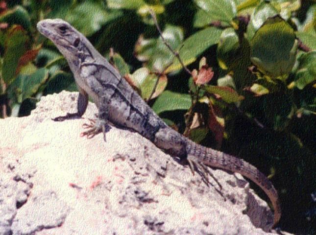 Ejemplar de iguana negra posada sobre una roca con fondo vegetal. El animal mira a la izquierda y tiene el cuerpo grisáceo. (Ctenosaura similes).