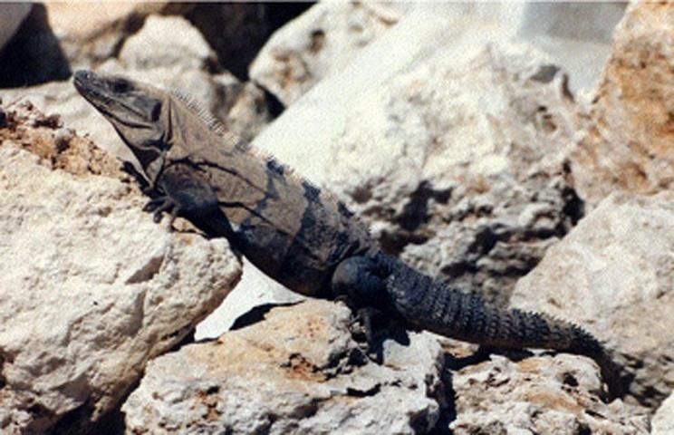Macho adulto de iguana negra posado sobre un suelo rocoso. Tiene el cuerpo pardo con manchas negras y mira a la izquierda.