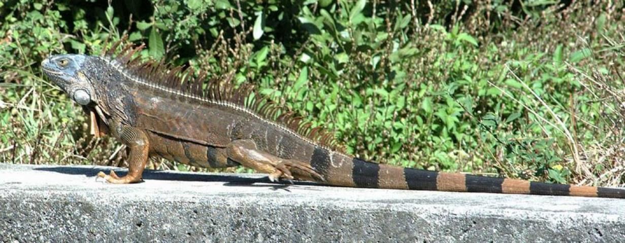 Ejemplar de iguana adulta sobre un borde de cemento con un fondo de vegetación. El animal mira a la izquierda y se ve su cuerpo pardo, con anillos negros en la cola y espinas dorsales.