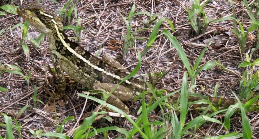 Basilisco pardo juvenil posado en la tierra, tiene una banda blanca en el lomo que recorre su cuerpo desde la cabeza.