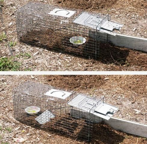Dos fotos de trampas para iguanas una arriba y otra abajo. Estan hechas de malla de metal y situadas en un terreno lleno de hojas. Las trampas tienen comida en un plato. En la primera la comida está cerca de la puerta, en la segunda está más alejada.