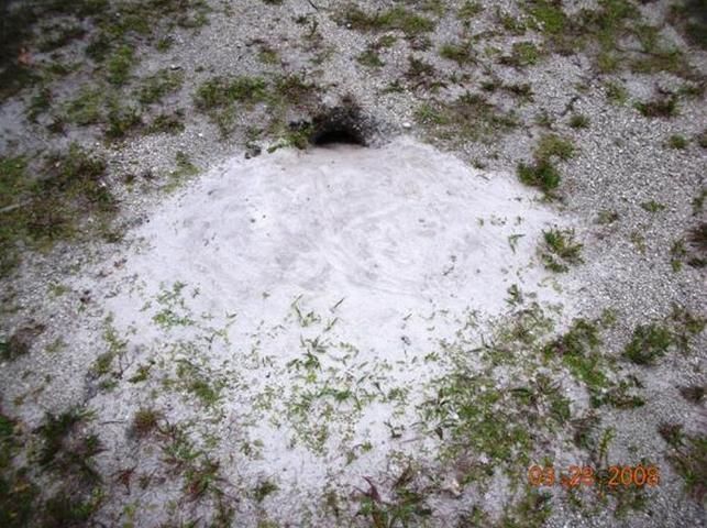 Toma de un espacio de suelo arenoso con una cavidad o entrada a lo que parece ser una cueva de iguana.