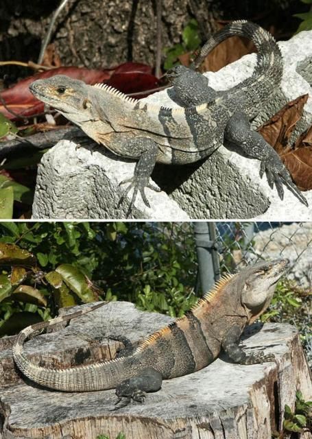 Dos fotos dispuestas una encima de la otra que muestran ejemplares de iguanas. La primera sobre una roca mira a la izquierda y tiene el cuerpo gris. La segunda mira a la derecha y tiene el cuerpo gris con rayas más oscuras.