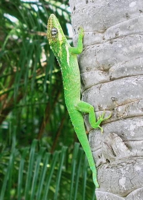 Ejemplar de anolis caballero adulto subiendo por el tronco de un árbol. Su cuerpo es verde.