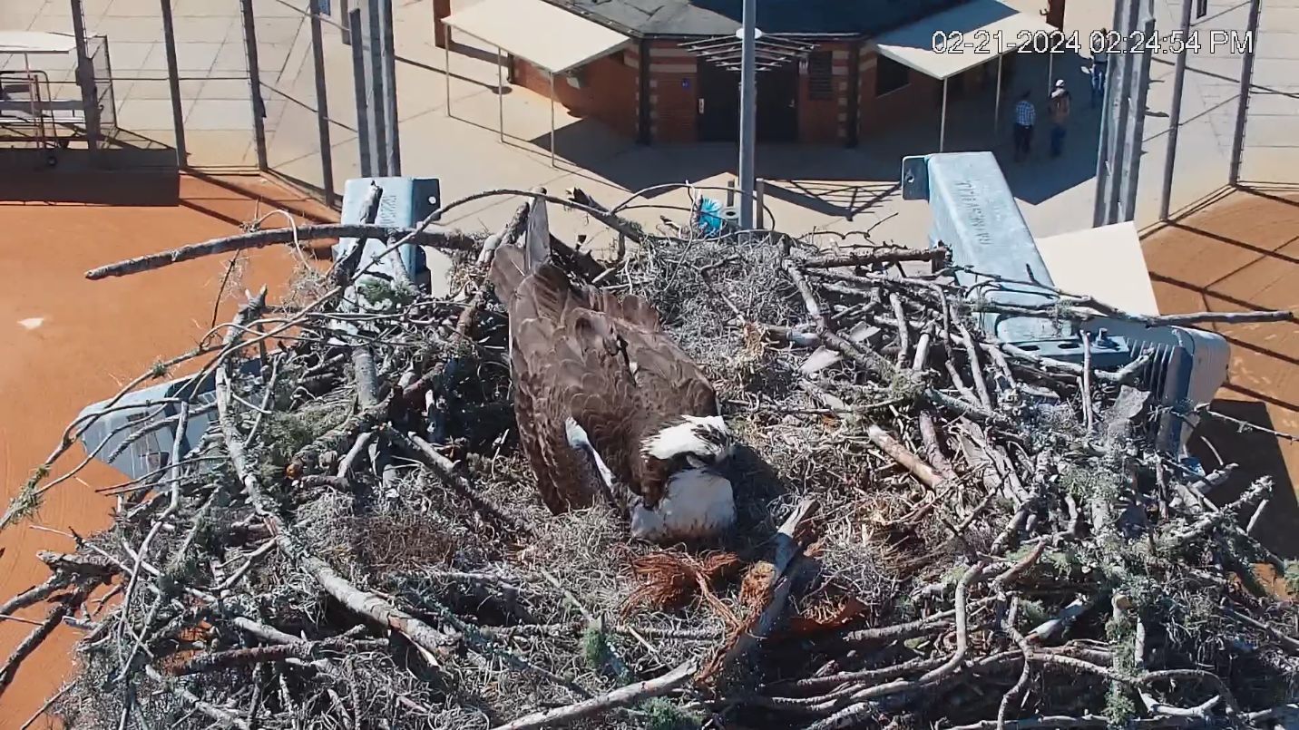 An osprey seen from above sitting on a nest built on top of lights positioned on a tall pole. The softball fields below are visible.
