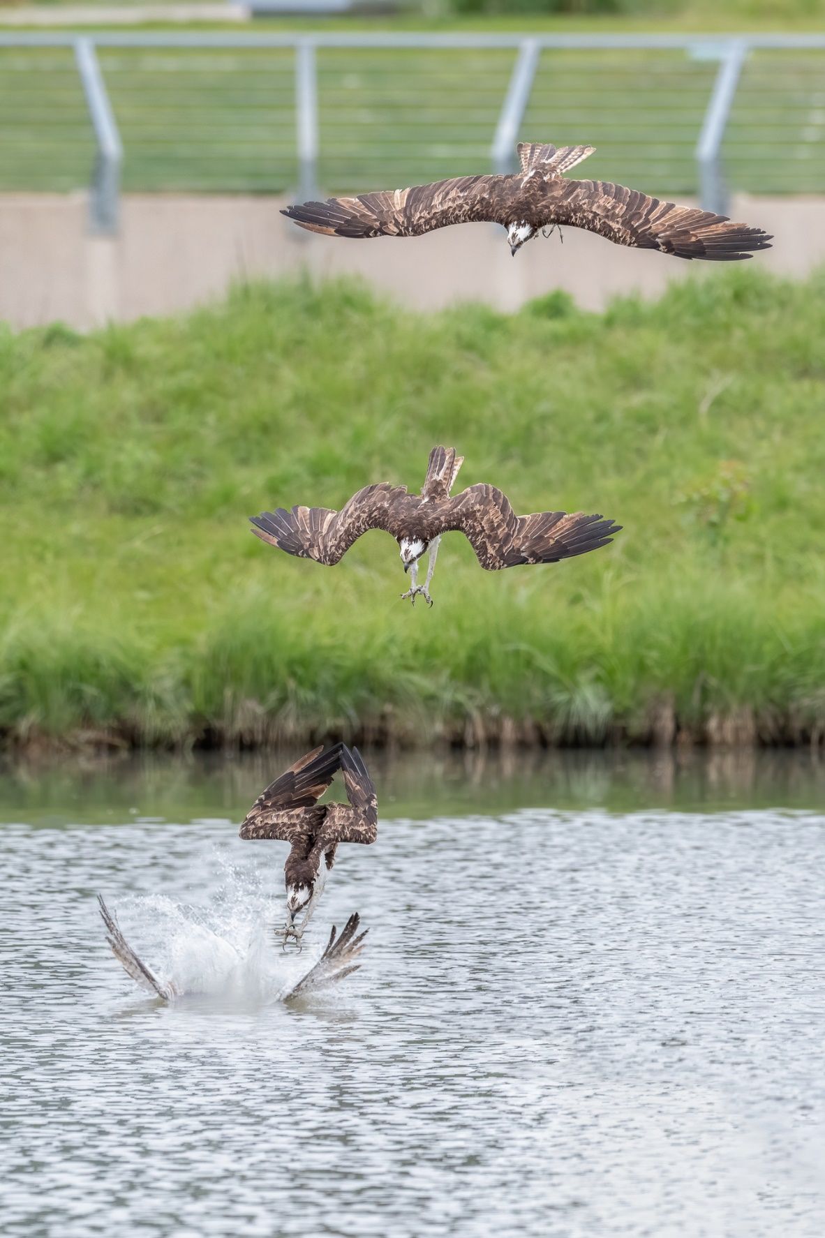 Taken with a stop-motion camera, four pictures of an osprey diving into water. In the background is the shoreline covered in tall grass.