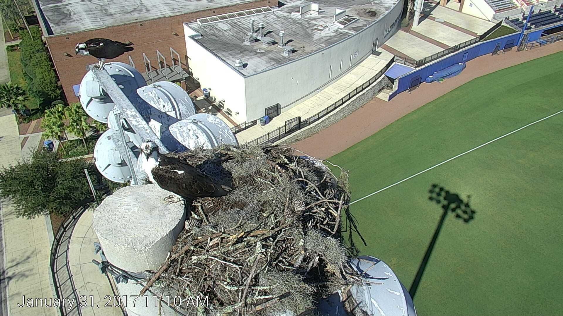 Two adult ospreys on top of a tall light pole that is near a baseball field. One osprey is in a nest and the other osprey is standing on the lights.