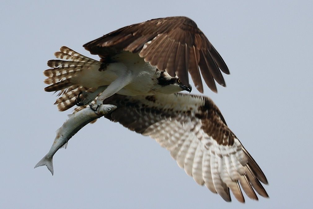 An osprey in midflight photographed against an overcast uniformly gray sky. Its cream and brown striped tailfeathers are spread wide, and it is carrying a silvery fish gripped ventrally in its talons.