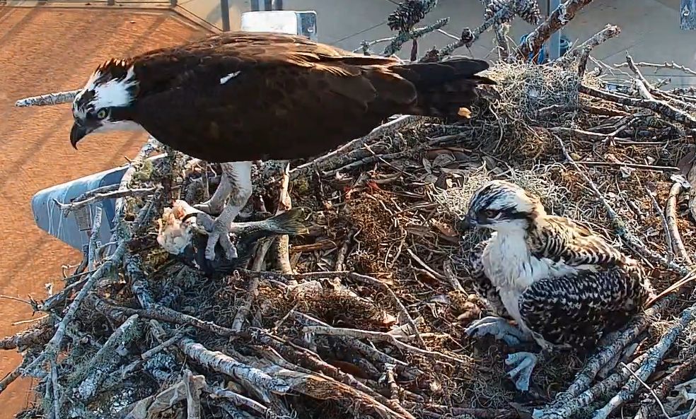 An adult osprey in a nest with a half-eaten fish in its talons. Next to the osprey is a baby osprey sitting.