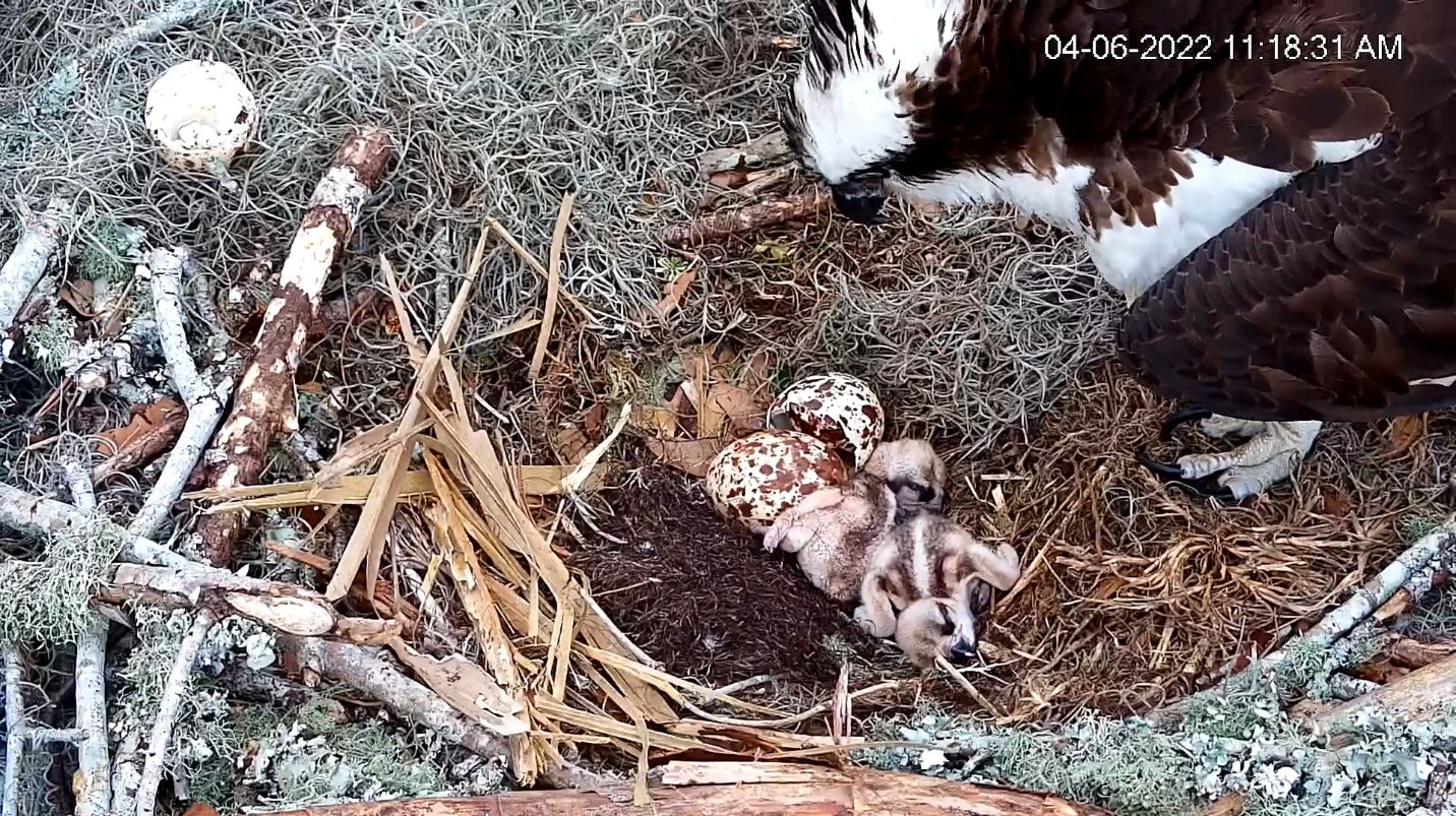 An adult osprey in a nest with two baby chicks. Next to the chicks are spotted eggshells.