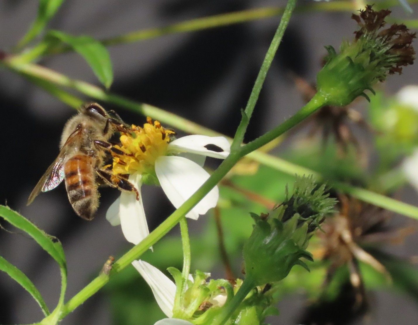 A honey bee is foraging on the yellow center of a Bidens alba, a dime-sized daisy-like white flower common throughout Florida.