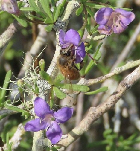 The native vegetation in this close-up photo has pale tan, lichen-splotched branches, fresh green succulent, oblanceolate leaves, and a multitude of violet-colored, four-petaled blossoms, into one of which a bee has buried its proboscis.