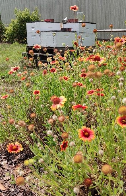 A large planted clump of blanket flowers in the foreground with honey bee hives out of focus in the nearby background, and an industrial building as the backdrop.