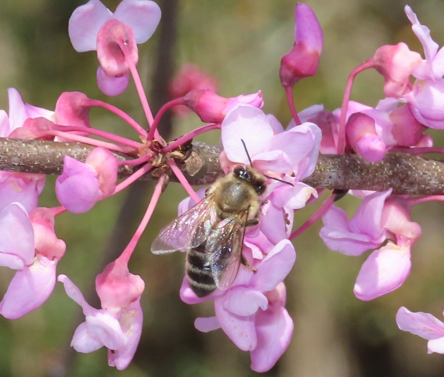 A close-up of a honey bee on one of a profusion of pale pink flowers growing on a branch.