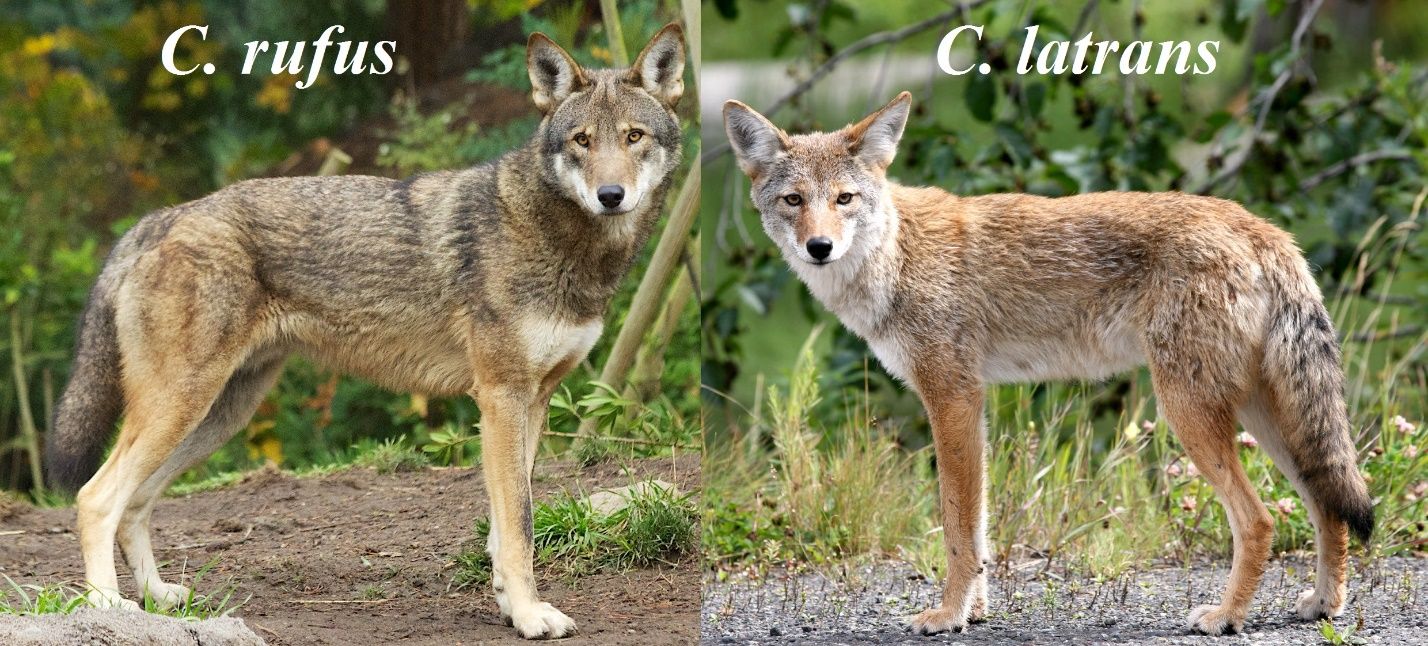 Photos of a red wolf and a coyote. The two canids look similar, but the red wolf has darker fur, smaller ears, and is stockier than the coyote, which is mostly reddish/tan with a buffy underside.
