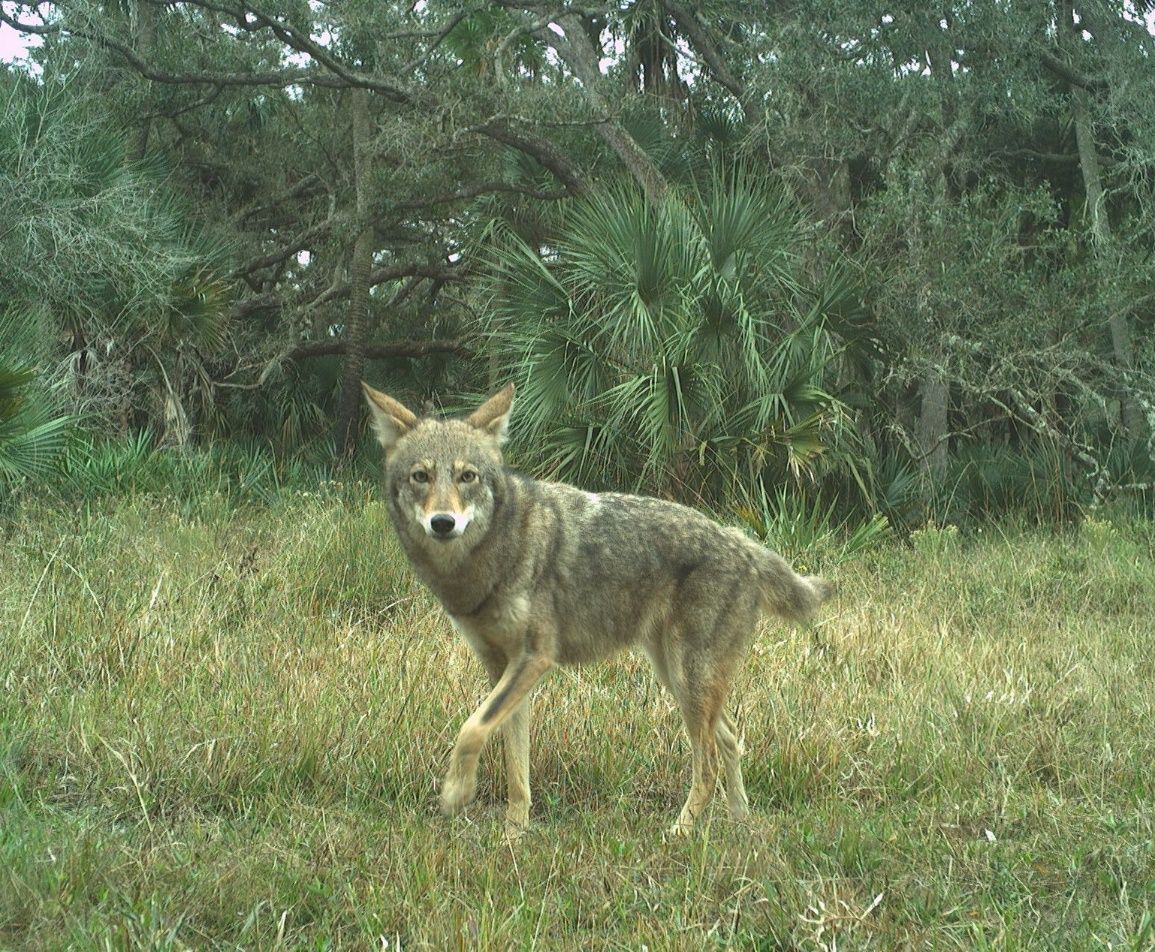 A typical-looking coyote (tan fur with dark highlights) moving through a grassy clearing with a cabbage palm and live oak trees in the background.