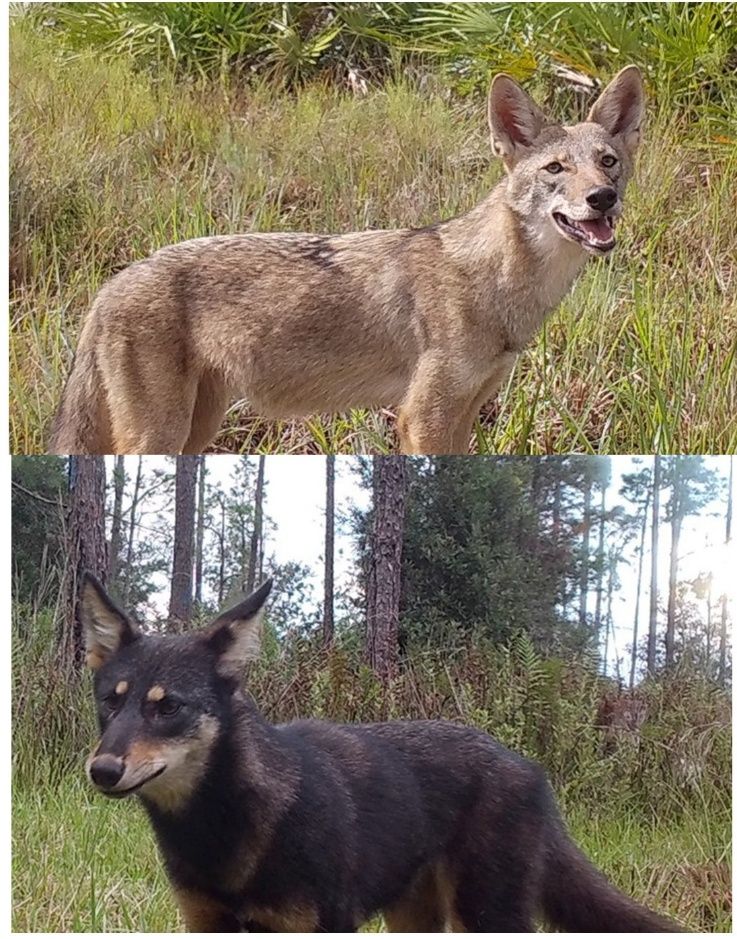 This image compares two coyotes with different fur color. One coyote has typical coloration (mostly light brown with dark tips) and the other coyote is melanistic (black fur with a tan throat, eyebrows, and underside). 