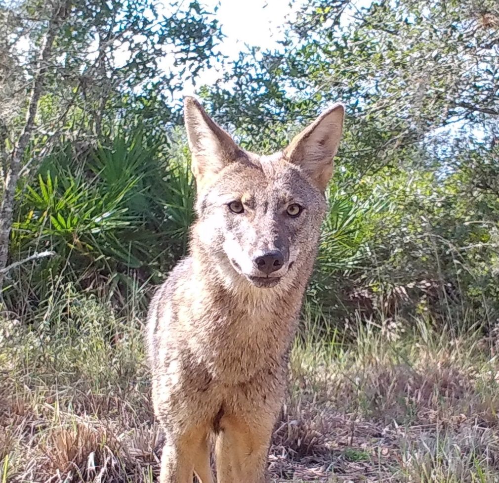 A coyote stands in a grassy opening facing the trail camera, saw palmetto, shrubs, and low-growing trees visible in the background. The coyote’s fur is mostly a light tan with darker highlights. The face is dog-like with a black, shiny nose and tall, symmetrical ears. Its eyes are a light, brassy green/gold with dark pupils rimmed with dark skin that sets them apart from the gray/brown fur on its face.