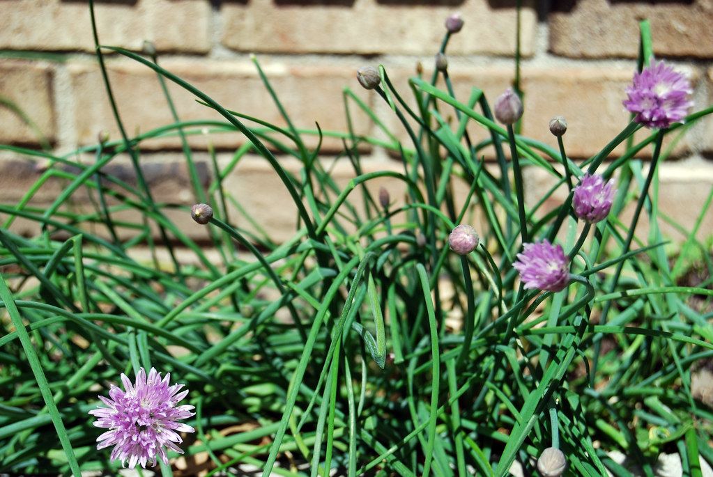 Chives. 