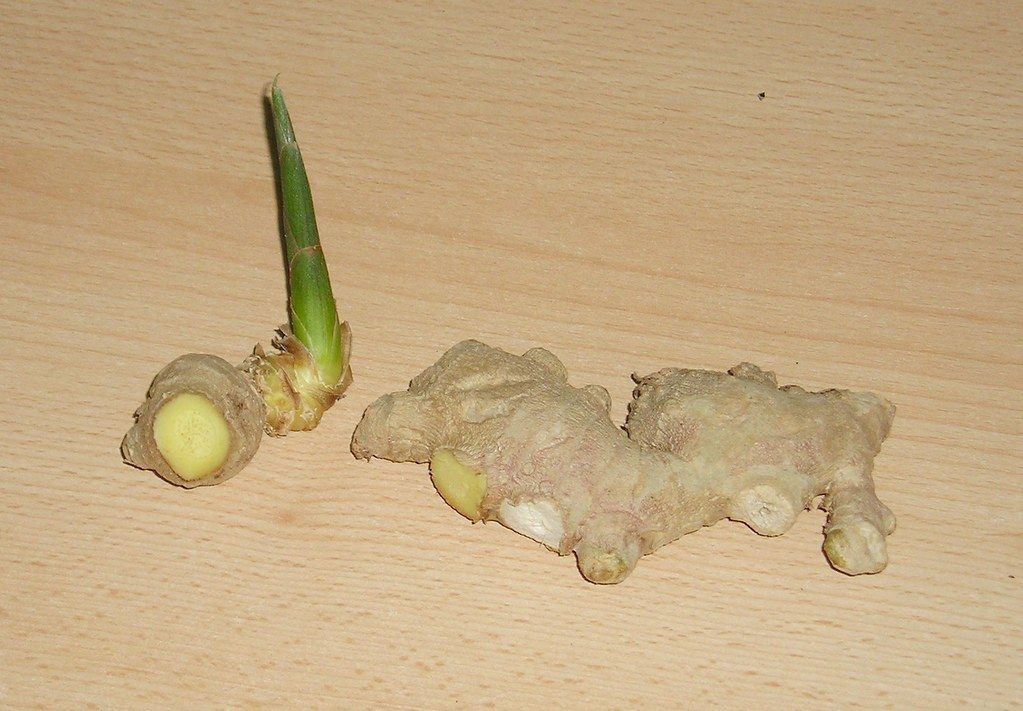 Ginger rhizome with sprouted eye. 