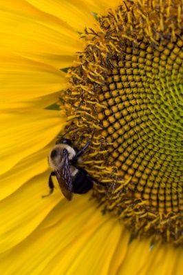 Image of a bee on a sunflower.