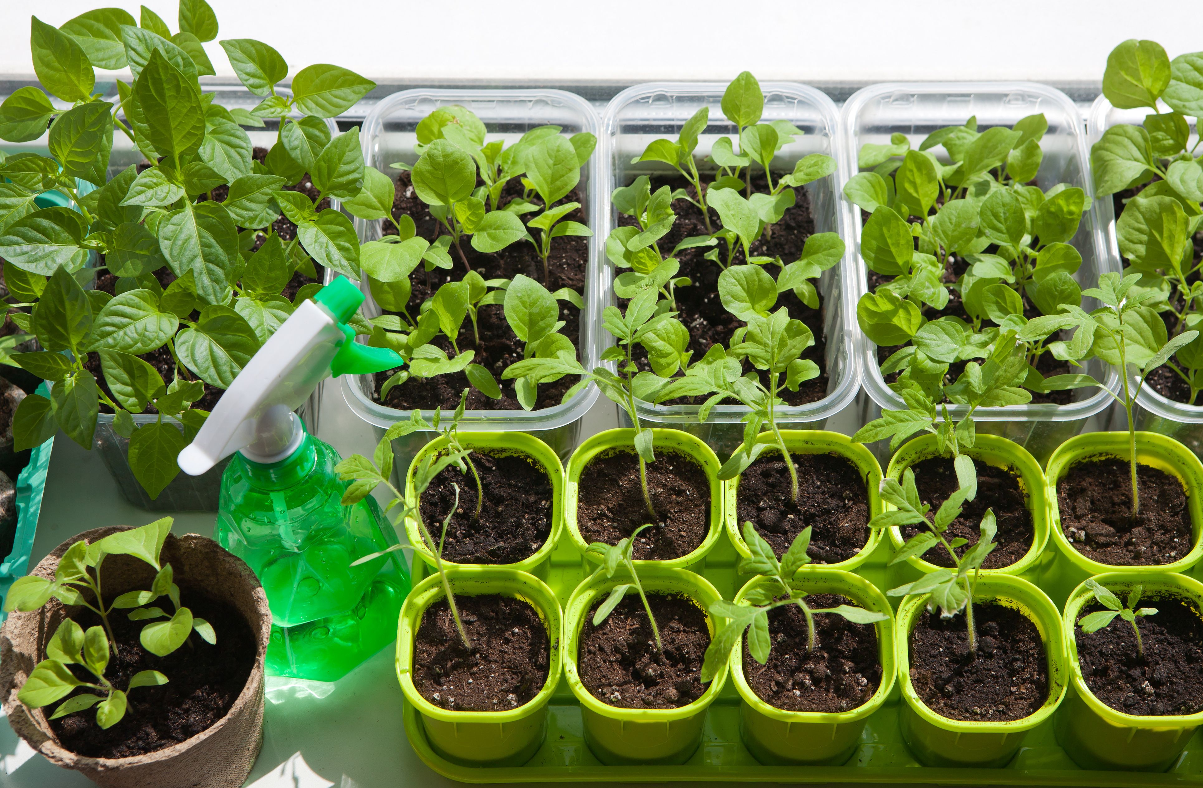 Image of various plants in various size and shape containers.
