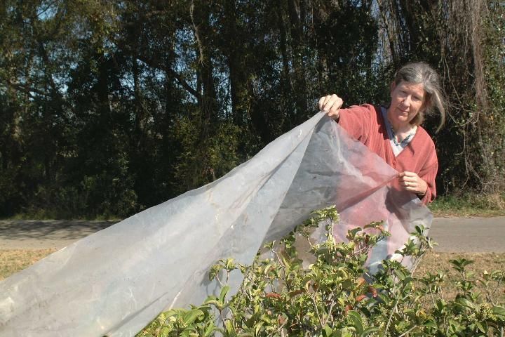 Image of a woman covering tomato plants with a row cover to create shade.