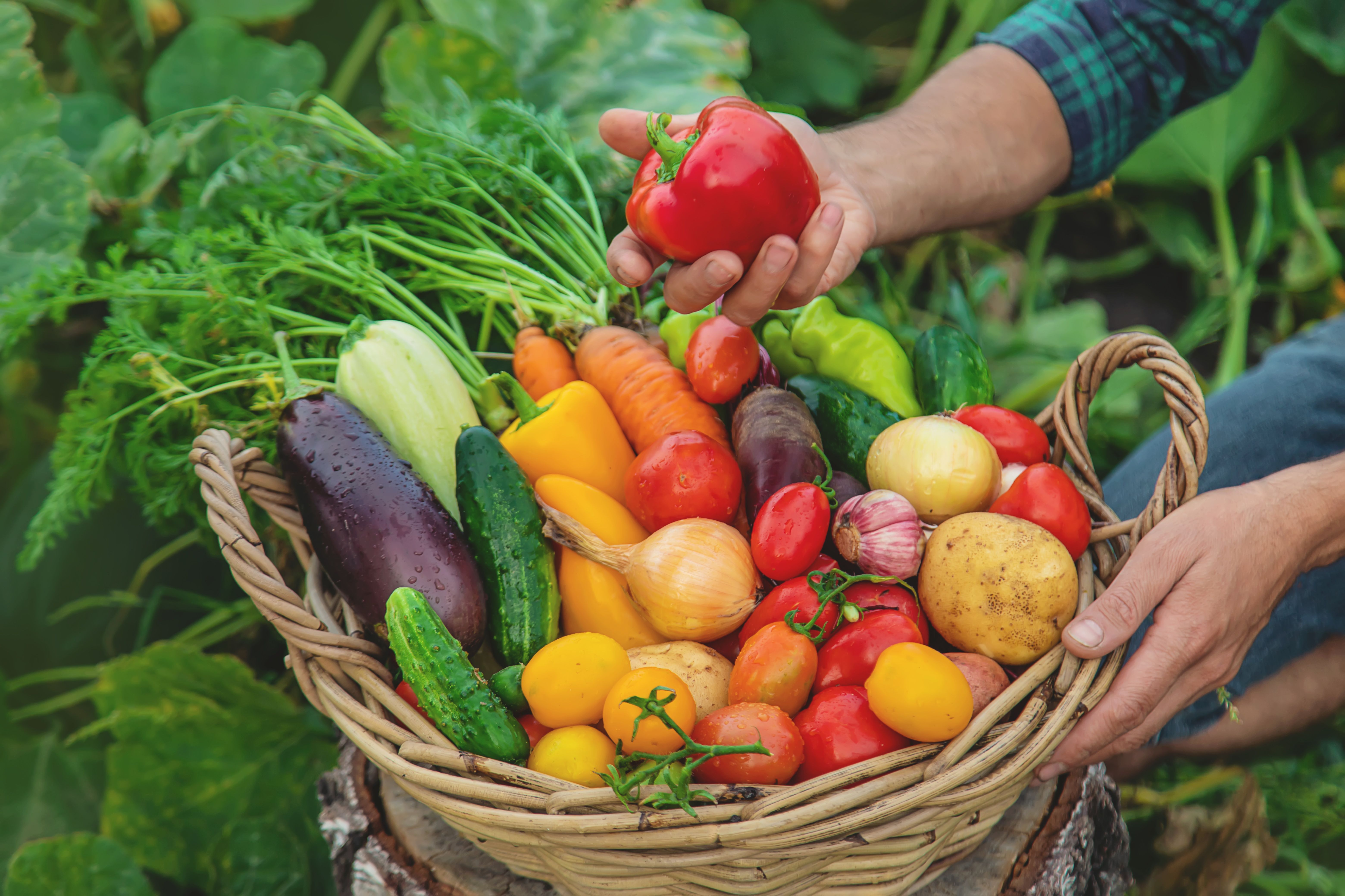 Various vegetables in a basket with hands holding a red bell pepper.