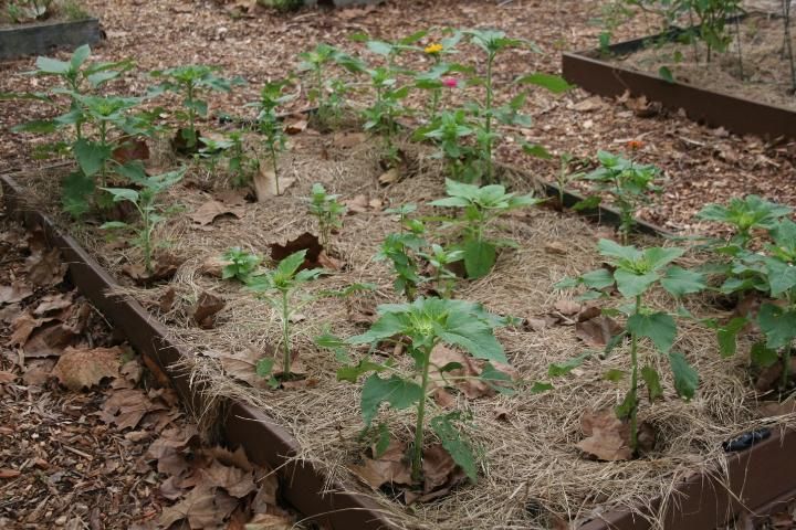 Figure 4. A garden bed planted in rows for easy cultivation and space to grow.