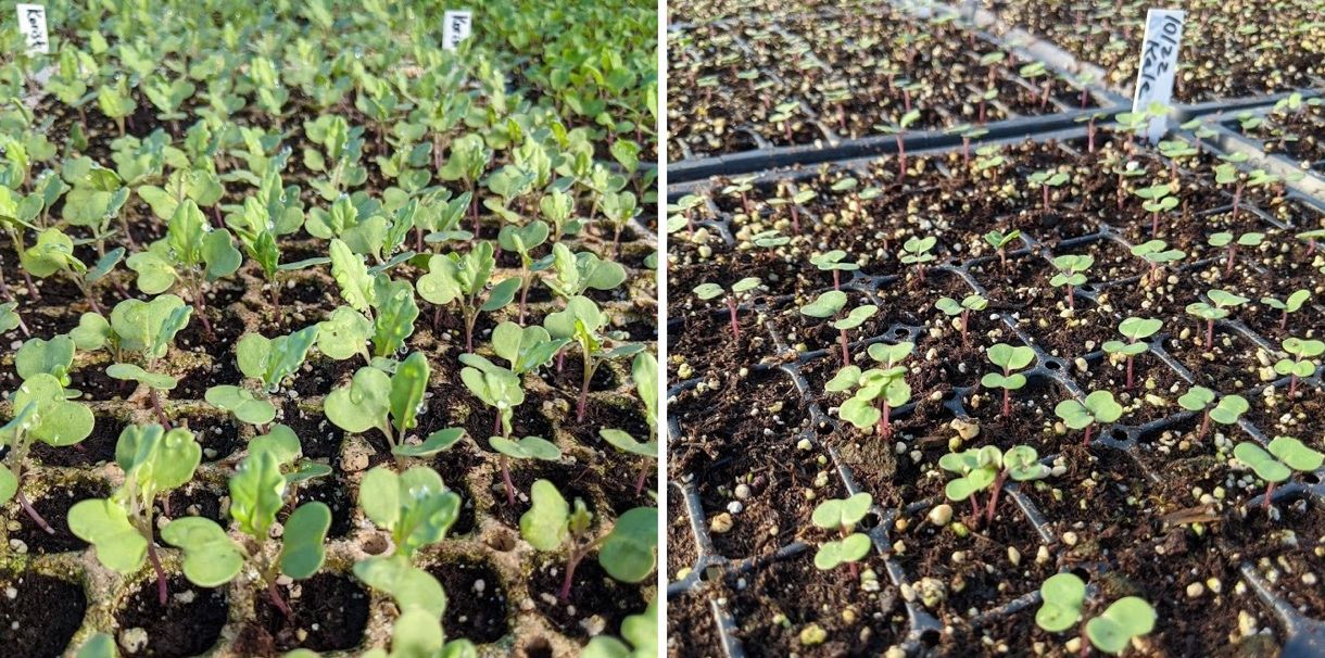 Transplant containers: (left) Korist, a cultivar of kohlrabi, in plantable peat containers pressed to form a 128-cell tray and (right) Kale seeded to a 128-cell plastic tray. Both crops are seeded in a peat-perlite-vermiculite media mixture. These size trays work well for community gardens or for gardeners who plan to plant one crop sequentially. 