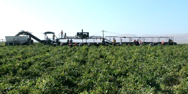 A mobile conveyance system increases hand harvest efficiency.
