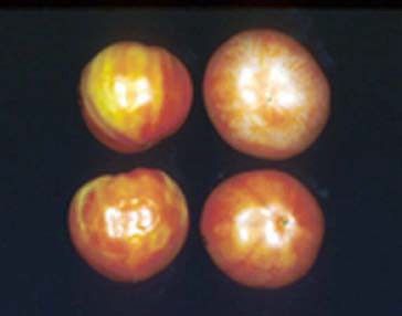 Storage below 55ºF can impair normal color development during ripening.