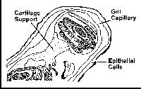 line drawing of a cross section of a gill with labels for cartilage support, gill capillary and epithelial cells