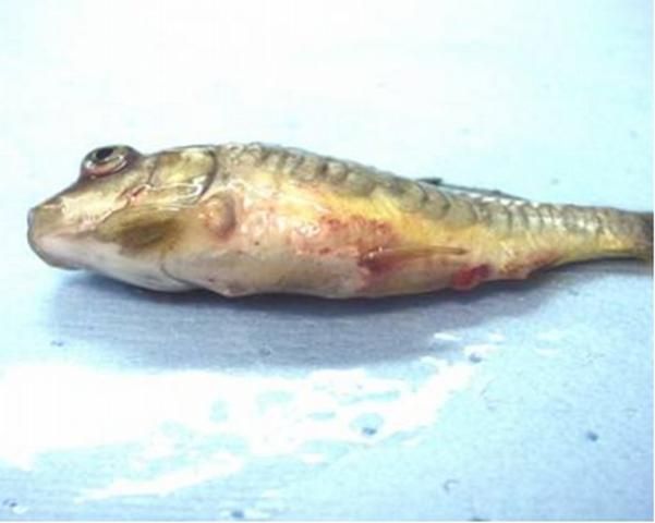 Figure 1. Koi infected with SVCv. Note hemorrhages on body wall.