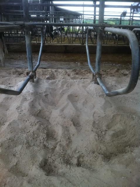 Figure 3. Sand-bedded stalls.