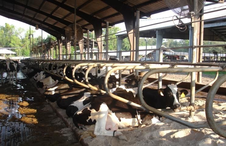 Figure 5. Cows lying in the sand-bedded stalls.
