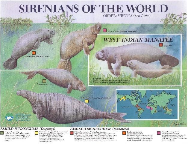 Figure 1. Sirenians of the World poster