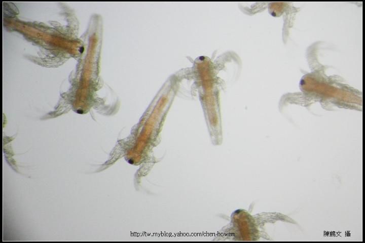 Figure 2. Brine shrimp that are about 24 hours old. Notice the gut or digestive system that has begun to form.
