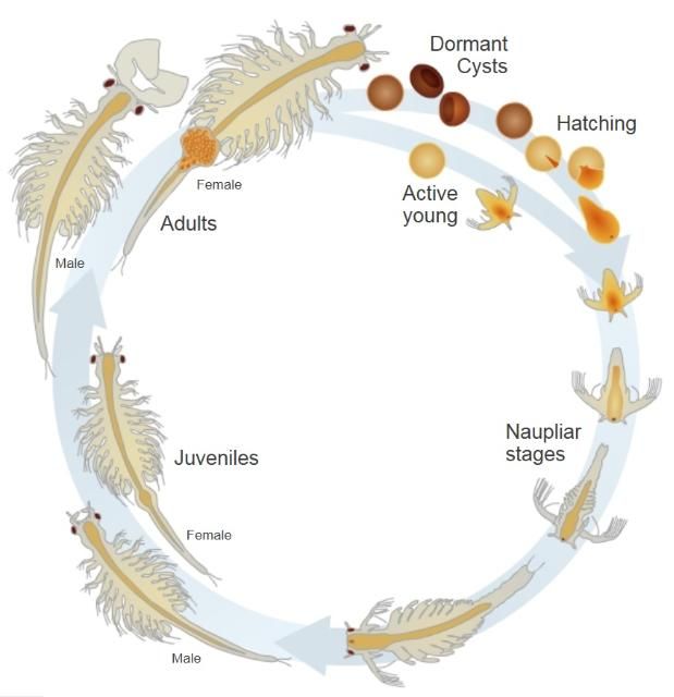 Figure 1. Brine shrimp life cycle