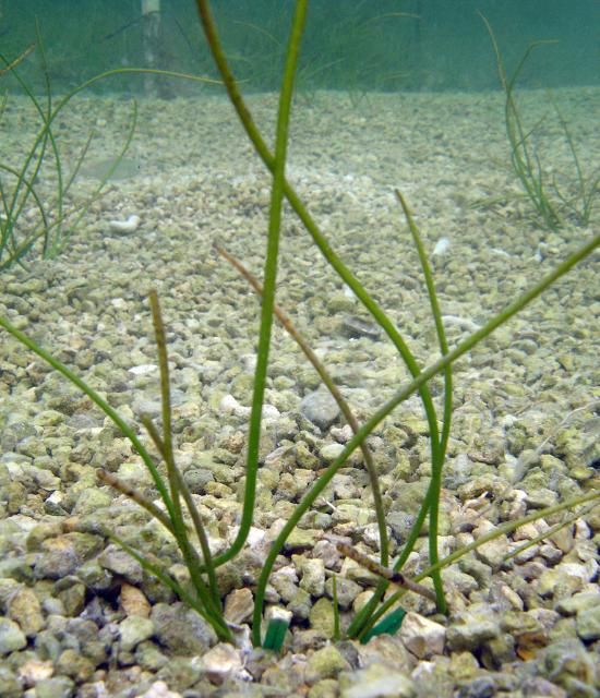 Figure 4. Manatee grass